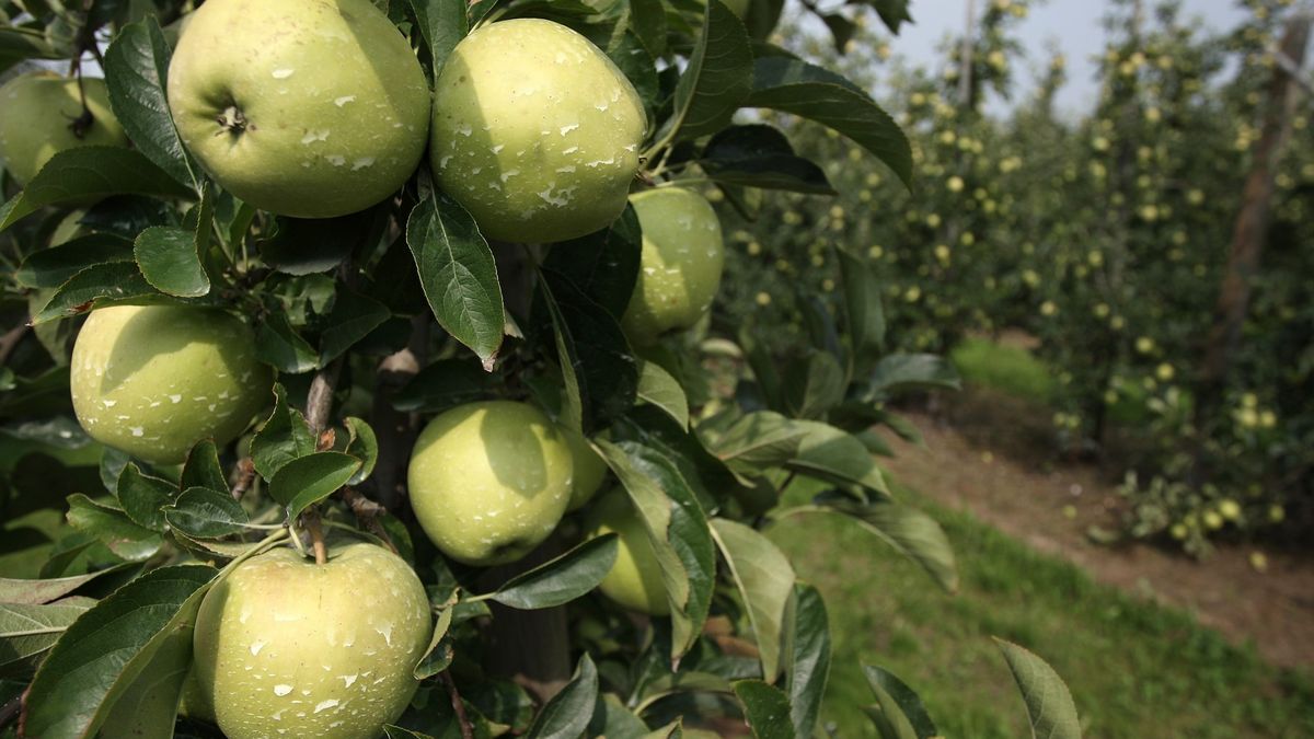 GUS. Zbiór owoców w sadach o ok. 25 proc. niższy niż w roku ubiegłym