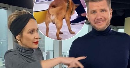 Wielka wpadka w "Dzień Dobry TVN". Pies załatwił swoją potrzebę na stoliku w studiu. Ohme zachowała zimną krew, a Chajzer?