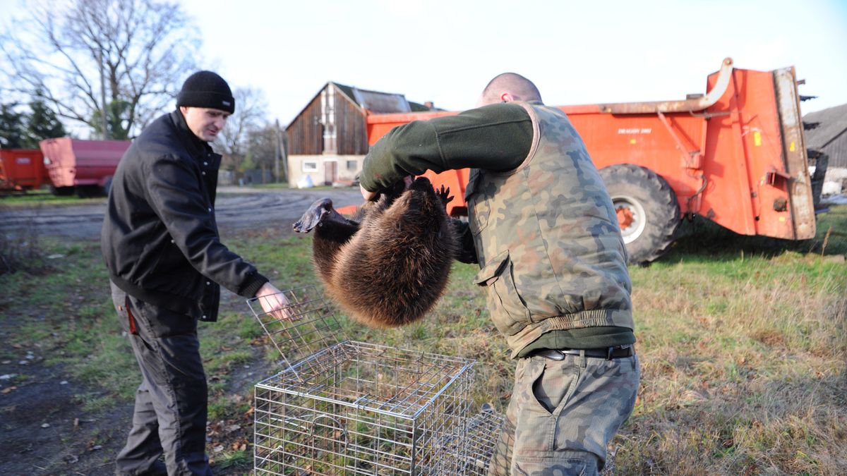 Bóbr to genialny inżynier. Wykonuje za darmo pracę wartą miliony