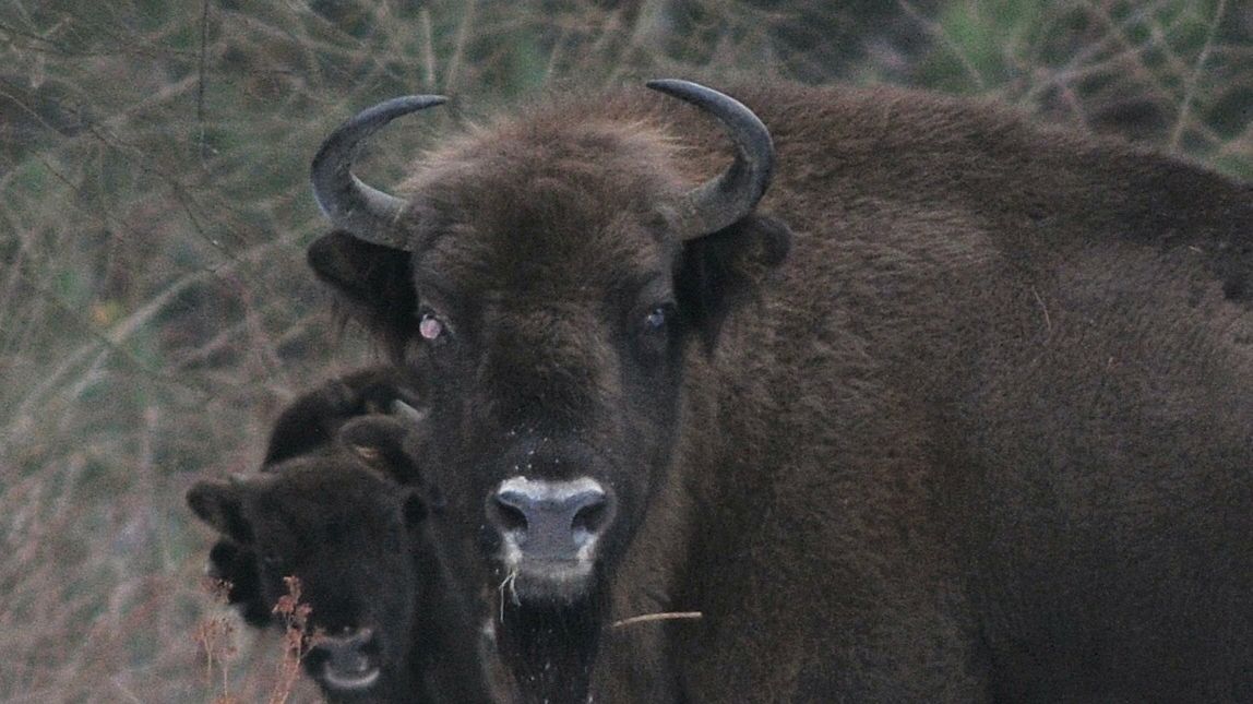 bieszczady żubry choroba telazjoza