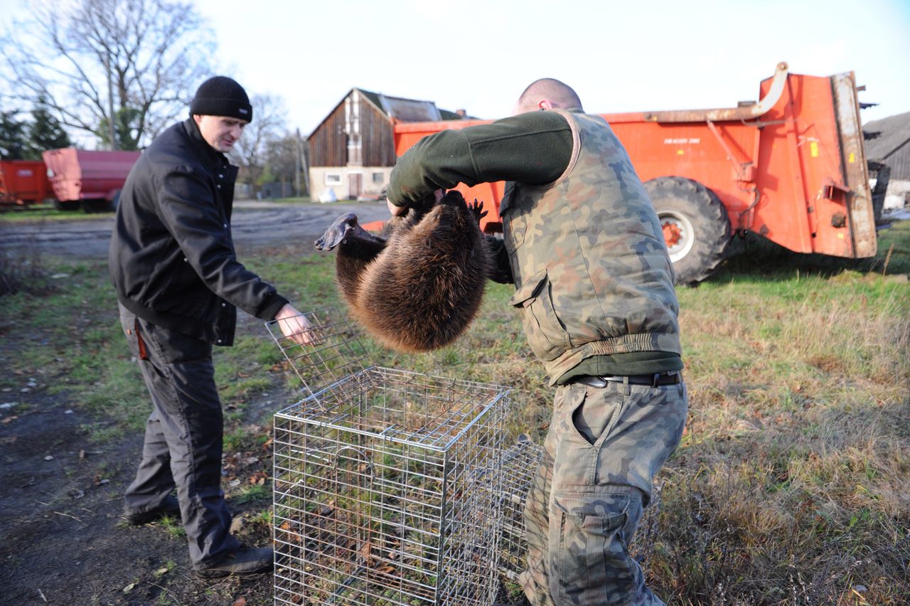 Spór o zabijanie bobrów. "Robią za darmo to, co ludzie za miliony"