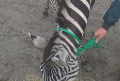 Lubelszczyzna. Zebra na gigancie