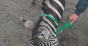 Lubelszczyzna. Zebra na gigancie