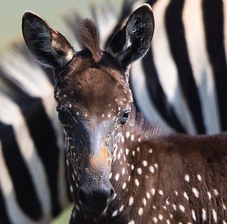 Kenia. Na świat przyszła bardzo rzadko spotykana Zebra. Jedna na miliard