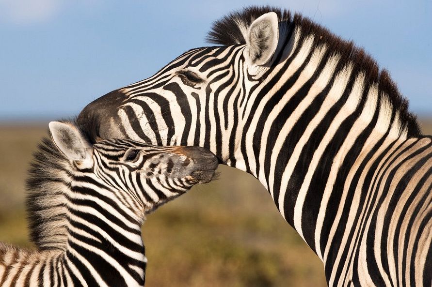 Dlaczego zebry mają paski? I tak nie zgadniesz