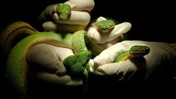 Odzyskane kobry królewskie