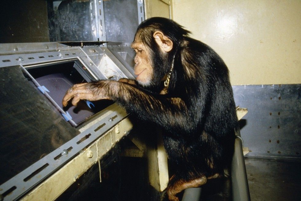 Peter Gabriel oszalał? Nauczy małpy obsługiwać Skype'a