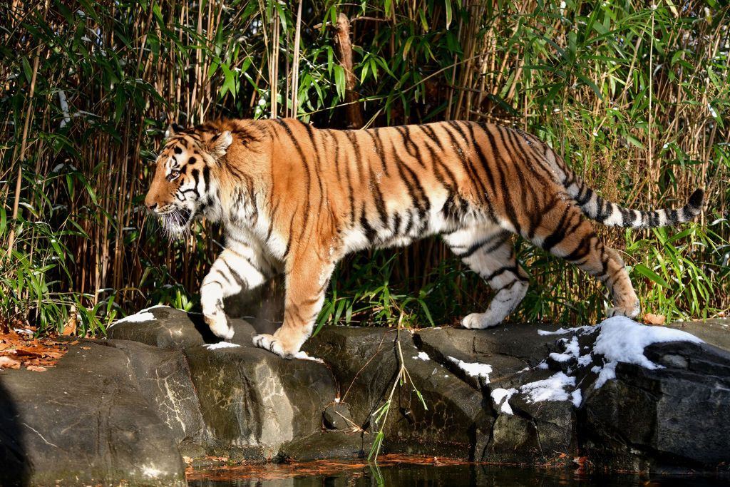 Testowi poddano kilka tygrysów i lwów w nowojorskim zoo