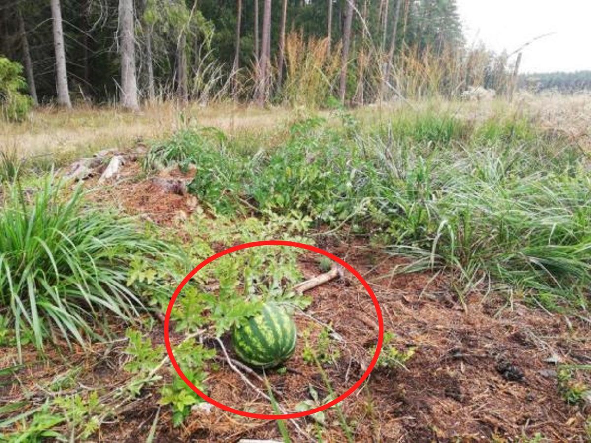 Zdziwił ich widok arbuza rosnącego w lesie. Chyba czas się przyzwyczaić to takich obrazków