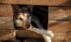 Zmiana prawa może zaskoczyć właścicieli psów. Będą musieli budować wielkie kojce