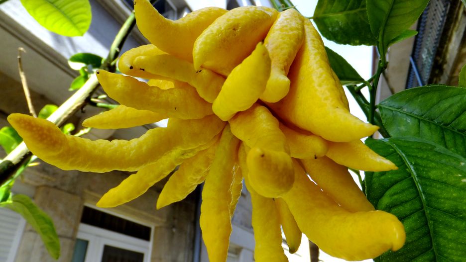 Ręka Buddy – cytrus, w wierze buddyjskiej roślina uchodzi za świętą