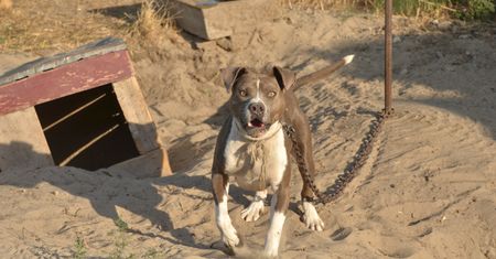 Pitbulle zaatakowały 9-letnie dziecko. Dziewczynka nie przeżyła