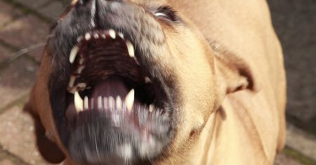 Pitbull pogryzł kobietę. Trafiła do szpitala