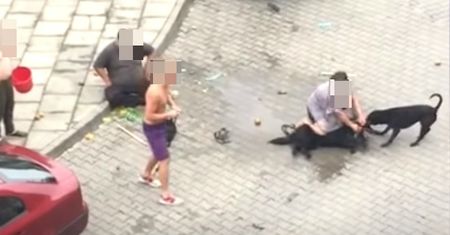 Skandal w Nowym Sączu. Pitbull zagryzł psa i rzucił się na kobietę. Policja umorzyła postępowanie