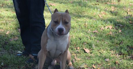 Koszmar w Poznaniu. Pitbull zaatakował 10-latkę z chihuahuą
