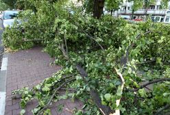 Drzewo runęło na dziewczynkę. Biegły twierdzi, że to m.in. dlatego, że dzieci ciągnęły za gałęzie