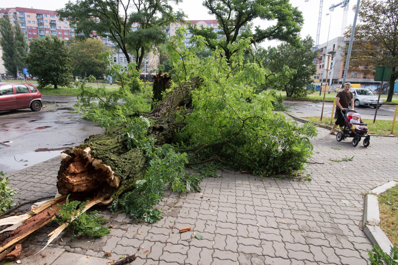 Powalone drzewa utrudniały ruch