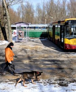Dali zwierzętom autobus. "Nauczą się korzystać z komunikacji miejskiej"