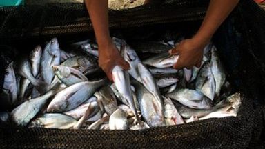 Ryby dziesiątkuje także nadmierny połów