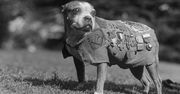 Sierżant Stubby - bohaterski pies żołnierz!