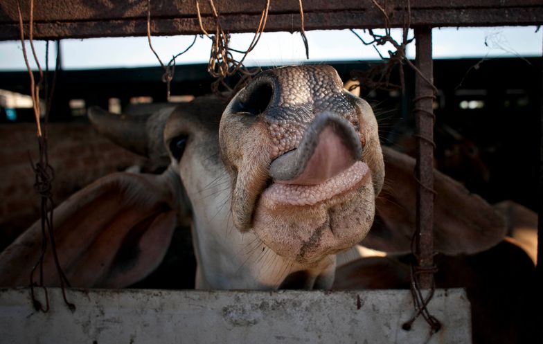 Chiny importują rekordową ilość wołowiny.