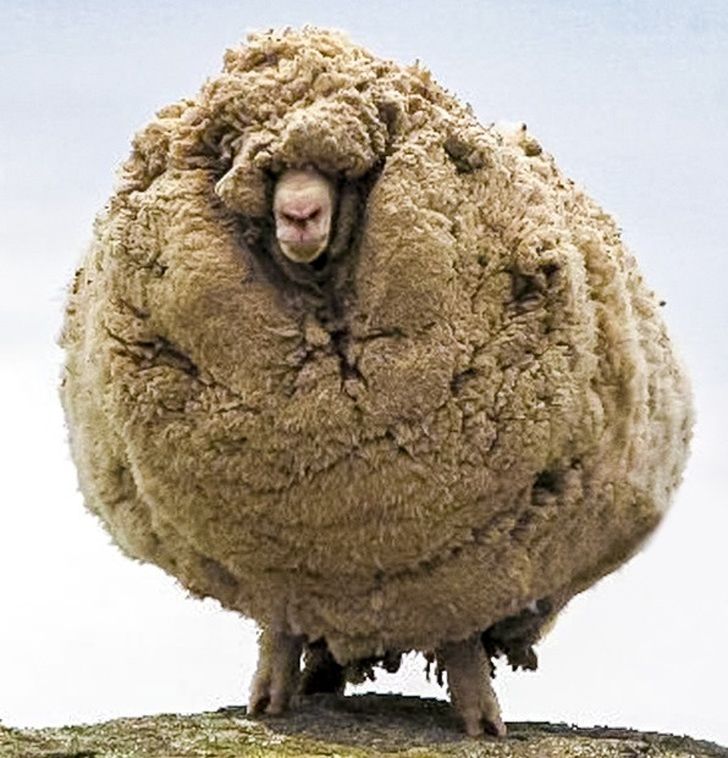 shrek the famous Hermit Sheep of Tarras facebook