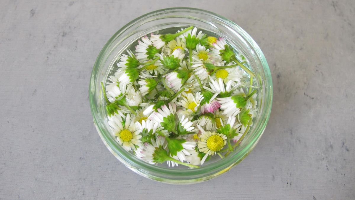 Stokrotki można jeść w wersji kiszonej