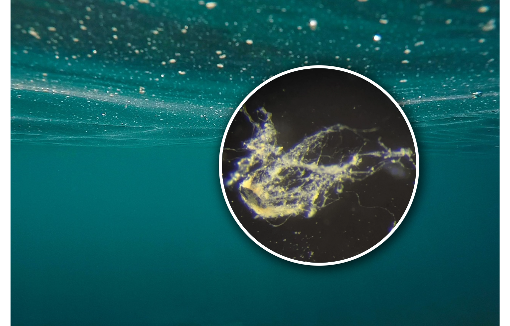Bioelektronik: Neues Bakterium reinigt und leitet Strom