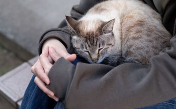 Kot zasypia na tobie? Powód nie jest tajemnicą