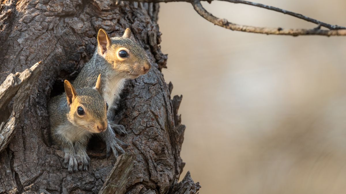 Dwoje dzieci wiewiórki szarej, wychylające się z dziupli