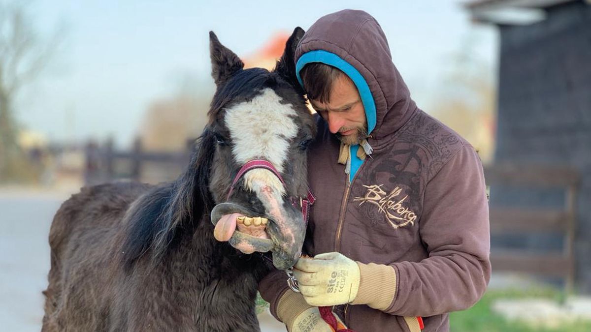 Czy uda się ocalić konie?