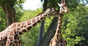Chorzów: Śląskie zoo zaprasza na "Dzień Lasu". Czekają atrakcje i niespodzianki, karmienie zwierzaków i wspólne sadzenie drzew