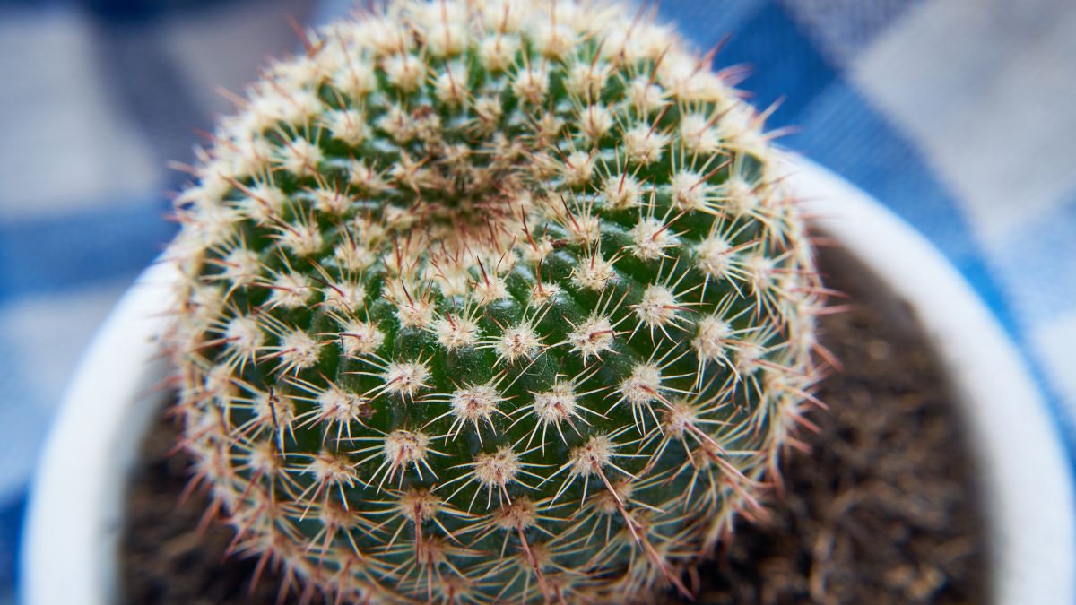 Jak przesadzić kaktusa?