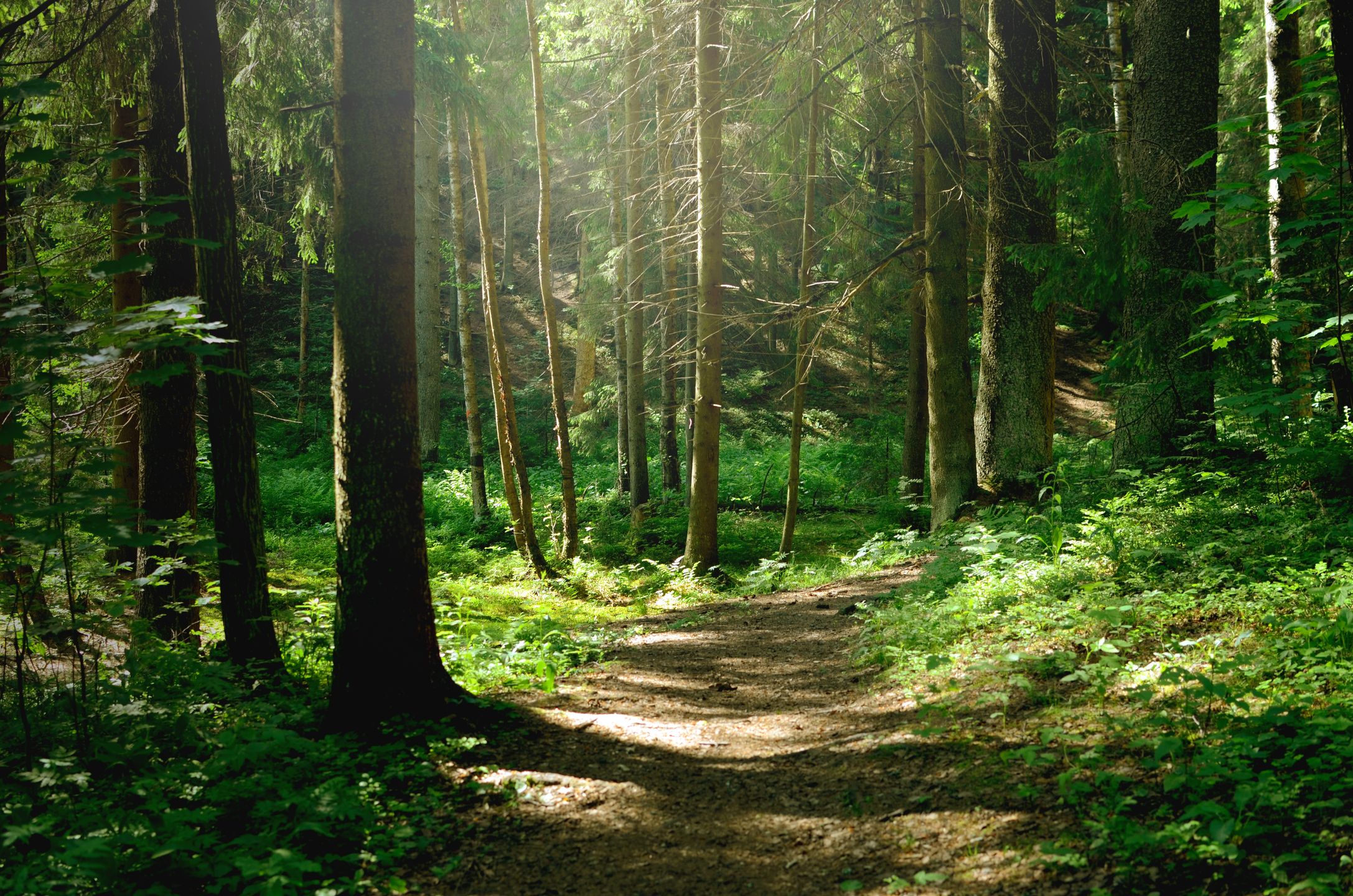 Summer sunny forest
forest, sunny, trees, sun, light, season, landscape, sunlight, nature, morning, green, park, sunshine, summer, woods, woodland, day, pine, foggy, sunbeams, natural, bright, leaf, outdoor, foliage, shine, background, wood