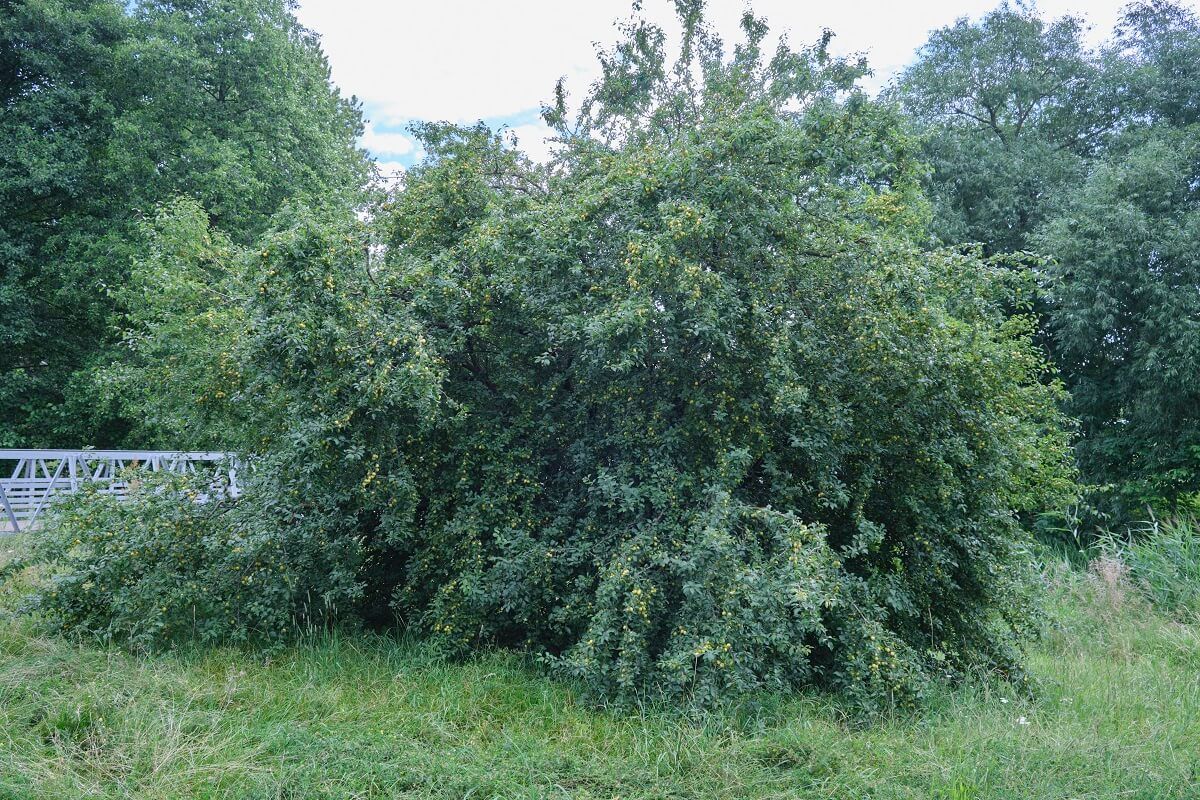 Drzewo mirabelki żółtej