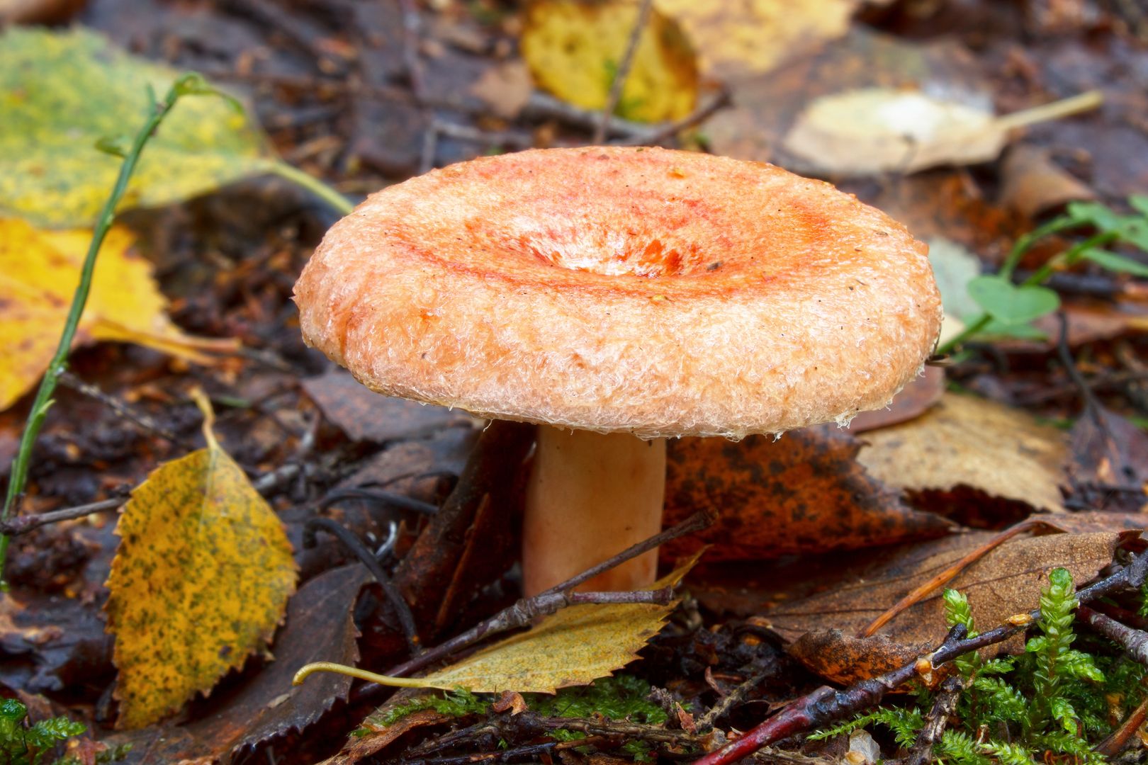 Mleczaj wełnianka (Lactarius torminosus)