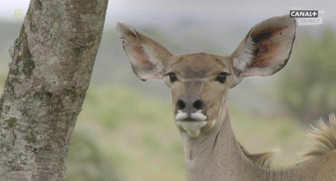 Canal+ likwiduje stację po 11 latach. Zastąpi ją nowy kanał Canal+ 360