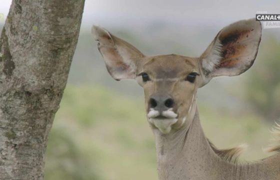 Canal+ likwiduje stację po 11 latach. Zastąpi ją nowy kanał Canal+ 360