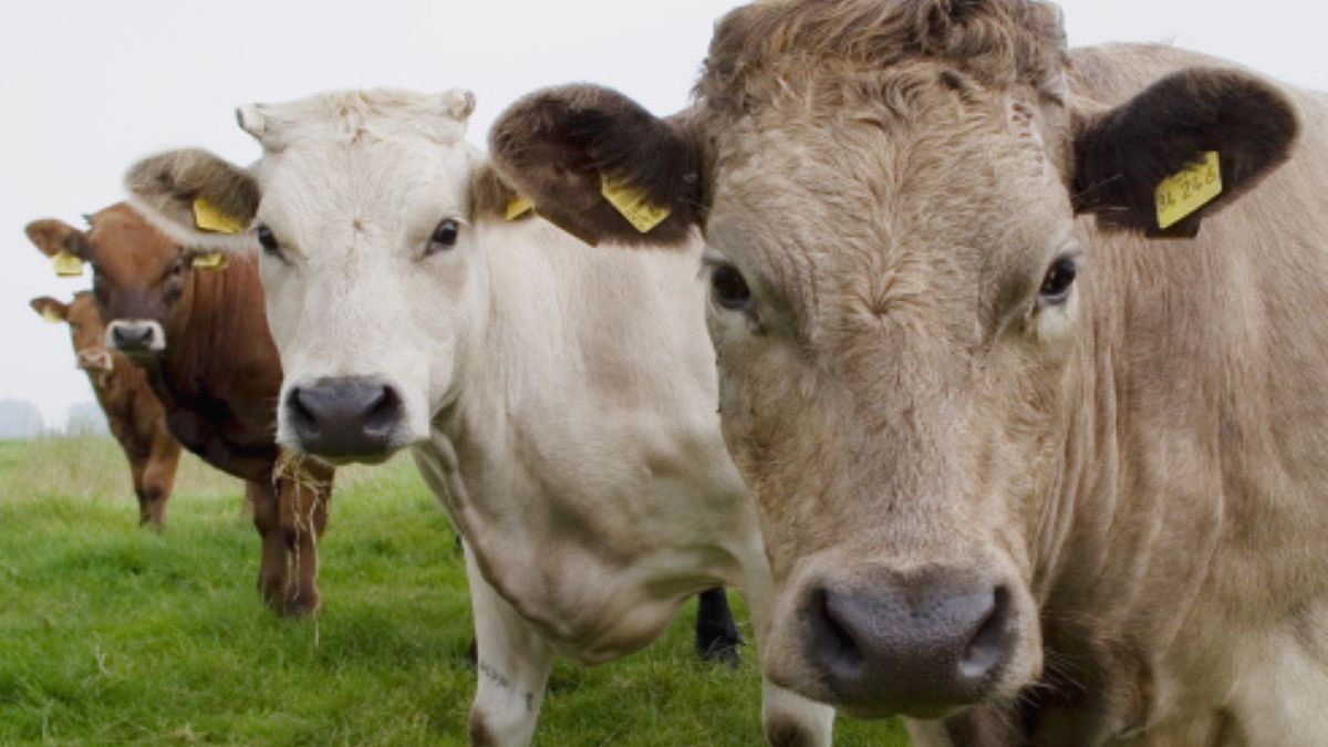 55-latka zginęła w straszny sposób. Stratowało ją stado krów (zdjęcie ilustracyjne)