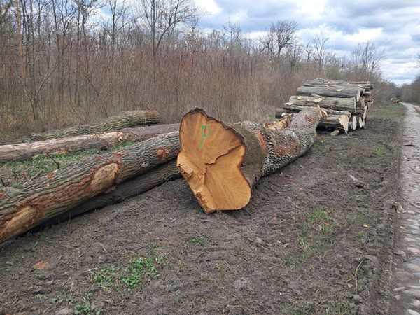 Nielegalna dewastacja starolasów w Nadleśnictwie Legnica