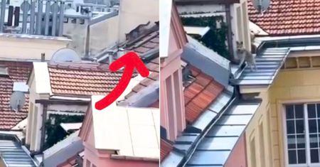 Pies biegał po dachu w Warszawie. Świadek wszystko nagrał