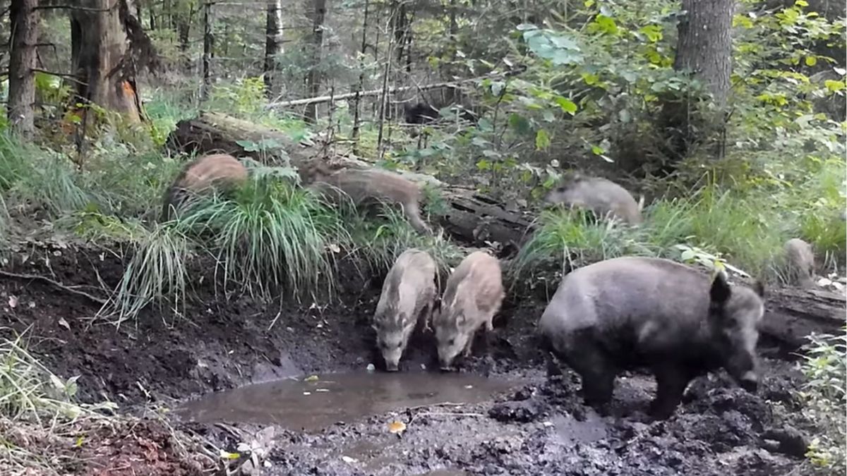 Rodzina dzików pozuje w leśnym SPA