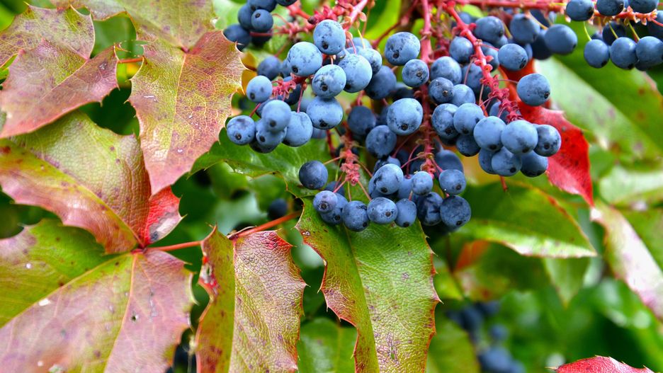Mahonia jest uwielbiana przez działkowców