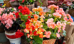 Jak zimować begonie? Pamiętaj o jednej zasadzie