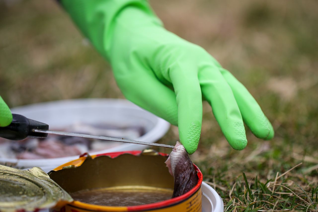 From gas leak scare to gourmand's treasure: The pungent journey of Sweden's surströmming