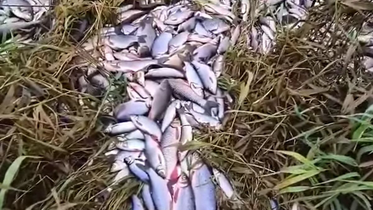 Tysiące martwych ryb pojawiło się nad Dunajcem  