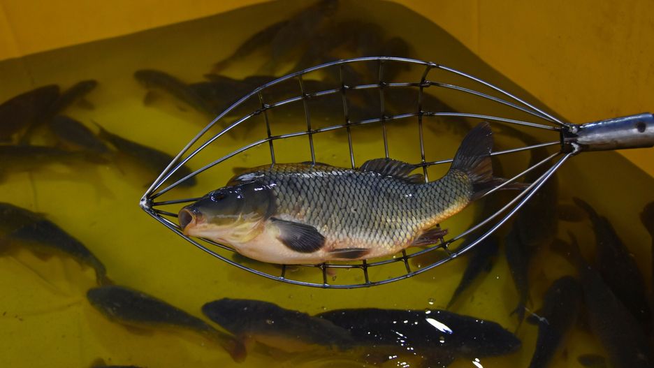 Cena karpia na święta 2022. Dużo drożej niż przed rokiem