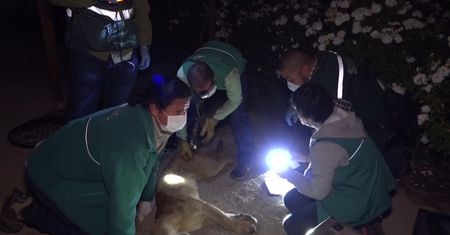 Kolejna puma na ulicach. Mieszkańcy znowu zaskoczeni