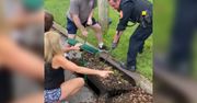 Łabędź w kanalizacji. Nietypowa interwencja policji w Nowym Jorku