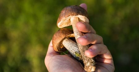 Podstawowe zasady grzybobrania. Przenigdy o tym nie zapominaj